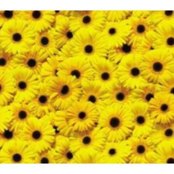 Χαρτόνι Folia 50 Χ 70 270 γρ, Μονής Όψεως Μαργαρίτες