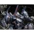 Armored Core V Plastic Model Kit 1/72 KT-104 Perun Hanged Man Rematch Ver. 18 cm