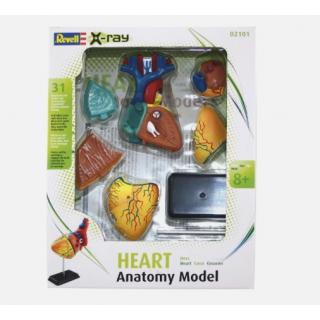 Revell X-Ray: Heart Anatomy