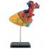 Revell X-Ray: Heart Anatomy