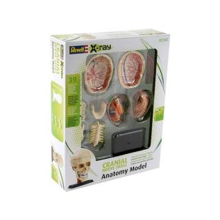 Revell X-Ray: Cranial Nerve Skull Anatomy Model