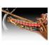 Revell: 1/150 Swedish Regal Warship Vasa 1628