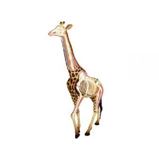 Revell X-Ray: Anatomy Model - Giraffe