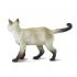 Μινιατούρες Safari - Siamese - Γάτα Σιάμ