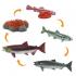 Μινιατούρες Safari - Life Cycle of a Salmon - Κύκλος Ζωής ενός Σολομού