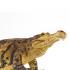 Μινιατούρες Safari - Sarcosuchus - Σαρκόσουχος