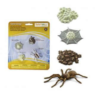 Μινιατούρες Safari - Life Cycle of a Spider - Κύκλος Ζωής μιάς Αράχνης