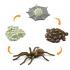 Μινιατούρες Safari - Life Cycle of a Spider - Κύκλος Ζωής μιάς Αράχνης