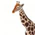 Μινιατούρες Safari - Giraffe - Καμηλοπάρδαλη