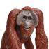 Μινιατούρες Safari - Bornean Orangutan - Ουρακοτάγκος του Βόρνεο