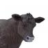 Μινιατούρες Safari - Angus Cow - Αγελάδα ’νγκους