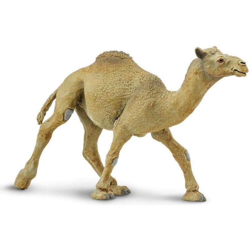 Μινιατούρες Safari - Dromedary Camel - Αραβική Καμήλα