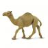 Μινιατούρες Safari - Dromedary Camel - Αραβική Καμήλα