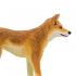 Μινιατούρες Safari - Dingo - Σκύλος Ντίνγκο