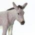 Μινιατούρες Safari - Donkey - Γάιδαρος