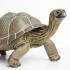 Μινιατούρες Safari - Tortoise - Χελώνα