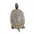 Μινιατούρες Safari - Tortoise Baby - Μωρό Χελώνα