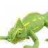 Μινιατούρες Safari - Veiled Chameleon Baby - Μωρό Πεπλοφόρος Χαμαιλέοντας