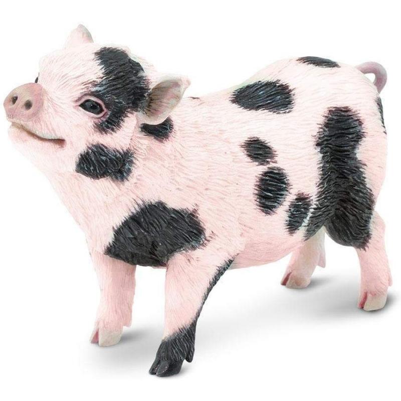 Μινιατούρες Safari - Potbellied Pig - Γουρούνι του Βιετνάμ