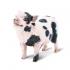 Μινιατούρες Safari - Potbellied Pig - Γουρούνι του Βιετνάμ