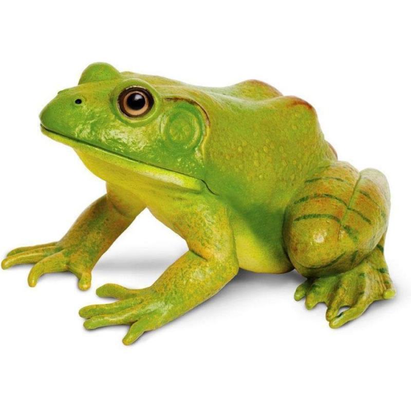 Μινιατούρες Safari - American Bullfrog - Βουβαλοβάτραχος