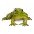Μινιατούρες Safari - American Bullfrog - Βουβαλοβάτραχος