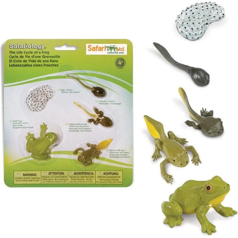 Μινιατούρες Safari - Life Cycle of a Frog - Κύκλος Ζωής ενός Βατράχου