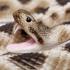 Μινιατούρες Safari - Eastern Diamondback Rattlesnake - Κροταλίας ο Αδαμάντινος