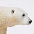 Μινιατούρες Safari - Polar Bear - Πολική Αρκούδα