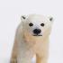 Μινιατούρες Safari - Polar Bear Cub - Μωρό Πολική Αρκούδα