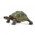 Μινιατούρες Safari - Desert Tortoise - Χελώνα της Ερήμου