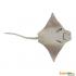 Μινιατούρες Safari - Cownose Ray - Σαλάχι Rhinoptera