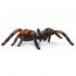 Μινιατούρες Safari - Orange-kneed Tarantula - Ταραντούλα με Πορτοκαλί Γόνατα
