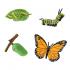 Μινιατούρες Safari - Life Cycle of a Monarch Butterfly - Κύκλος Ζωής μιας Πεταλο