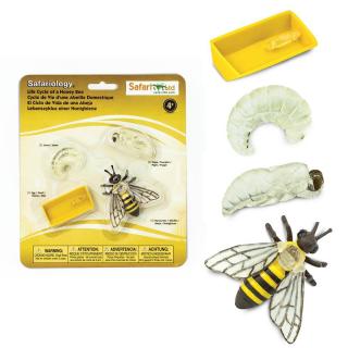 Μινιατούρες Safari - Life Cycle of a Honey Bee - Κύκλος Ζωής μιας Μέλισσας