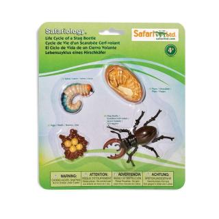 Μινιατούρες Safari - Life Cycle of a Stag Beetle - Κύκλος Ζωής ενός Σκαθαριού