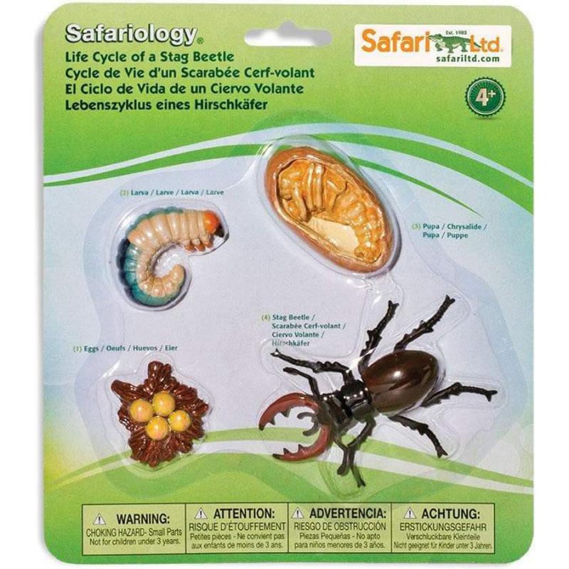 Μινιατούρες Safari - Life Cycle of a Stag Beetle - Κύκλος Ζωής ενός Σκαθαριού