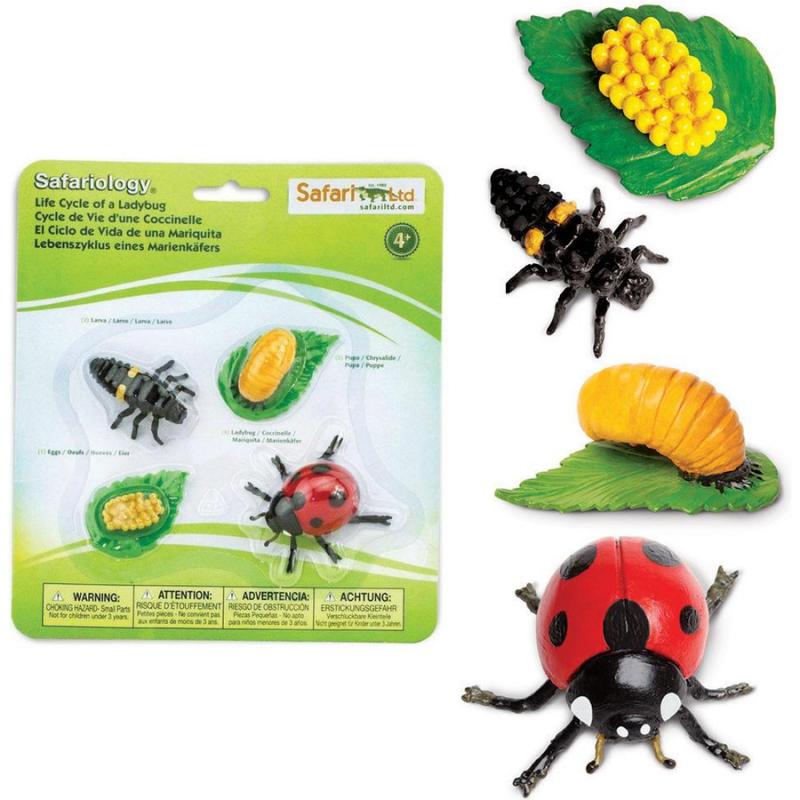 Μινιατούρες Safari - Life Cycle of a Ladybug - Κύκλος Ζωής μιας Πασχαλίτσας