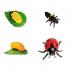 Μινιατούρες Safari - Life Cycle of a Ladybug - Κύκλος Ζωής μιας Πασχαλίτσας