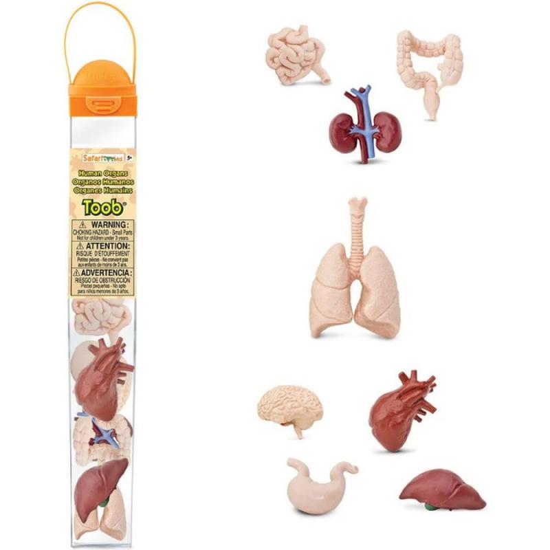 Μινιατούρες Safari - Human Organs - Ανθρώπινα Όργανα