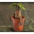 Harry Potter Magical Creatures Statue Mandrake 13 cm