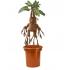 Harry Potter Interactive Plush Figure Mandrake 30 cm